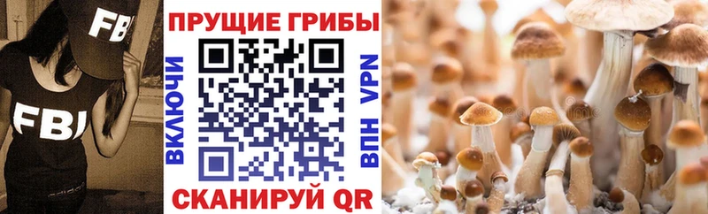 Купить закладки Асино Псилоцибиновые грибы GOLDEN TEACHER